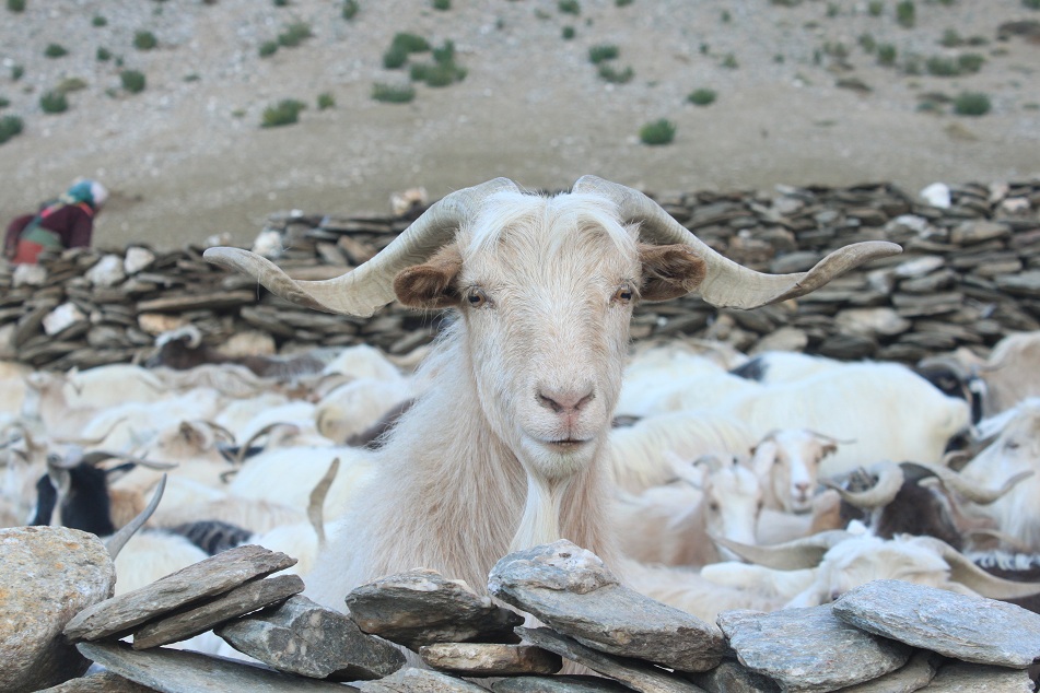 Cashmere Goat - Crafty Fibres