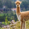 The Princess of the Andes – Vicuna